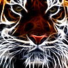 Qassim's Avatar